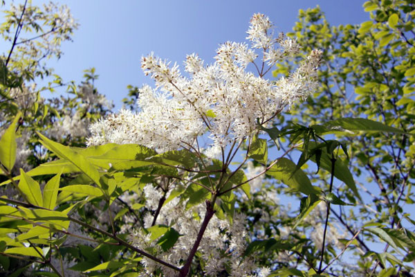 現品発送 苗木 植木 不在置きok限定販売価格 シンボルツリー アオダモ 本株立 2 8m程度 根鉢含まず シンボルツリー 落葉樹