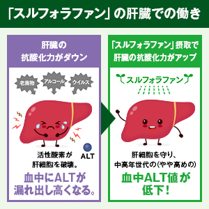 「スルフォラファン」の肝臓での働き