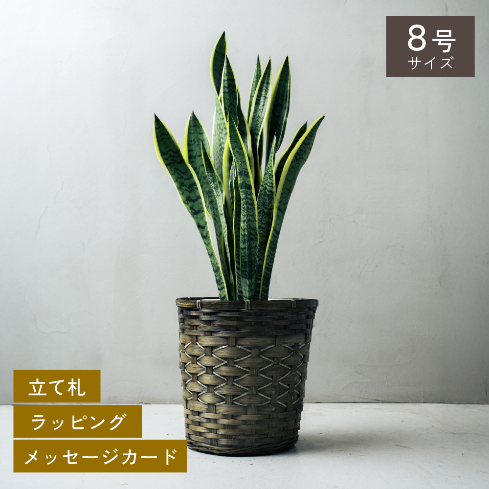 観葉植物（観葉植物種類：ユッカ）｜花、ガーデニング おすすめ人気