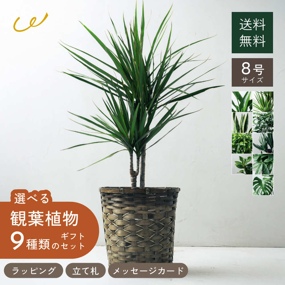 観葉植物 選べる8号鉢と鉢カバーのセットA ギフト プレゼント おしゃれ