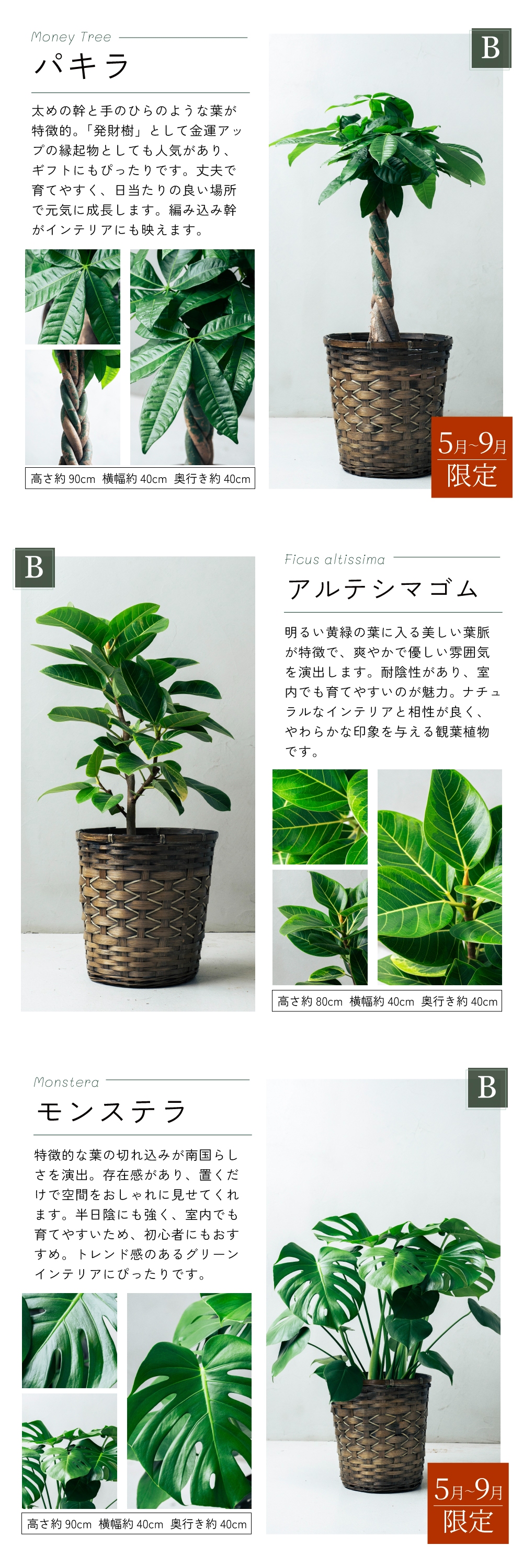観葉植物 選べる8号鉢と鉢カバーのセットA ギフト プレゼント おしゃれ