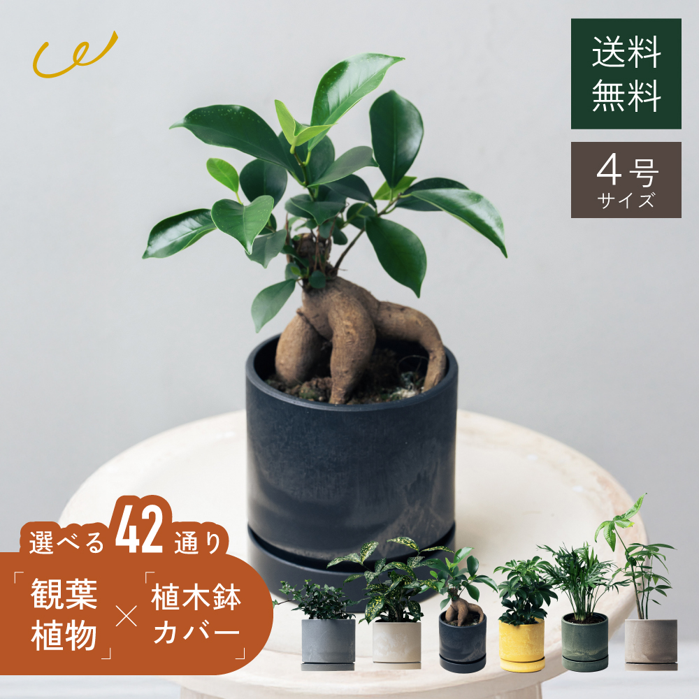 観葉植物と鉢カバーのセット