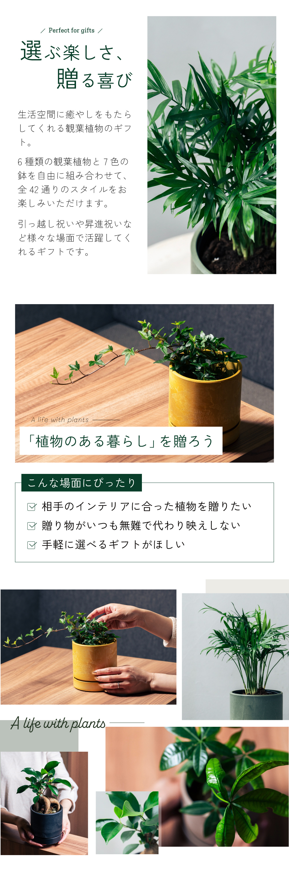 生活空間に癒しをもたらしてくれる観葉植物のギフト