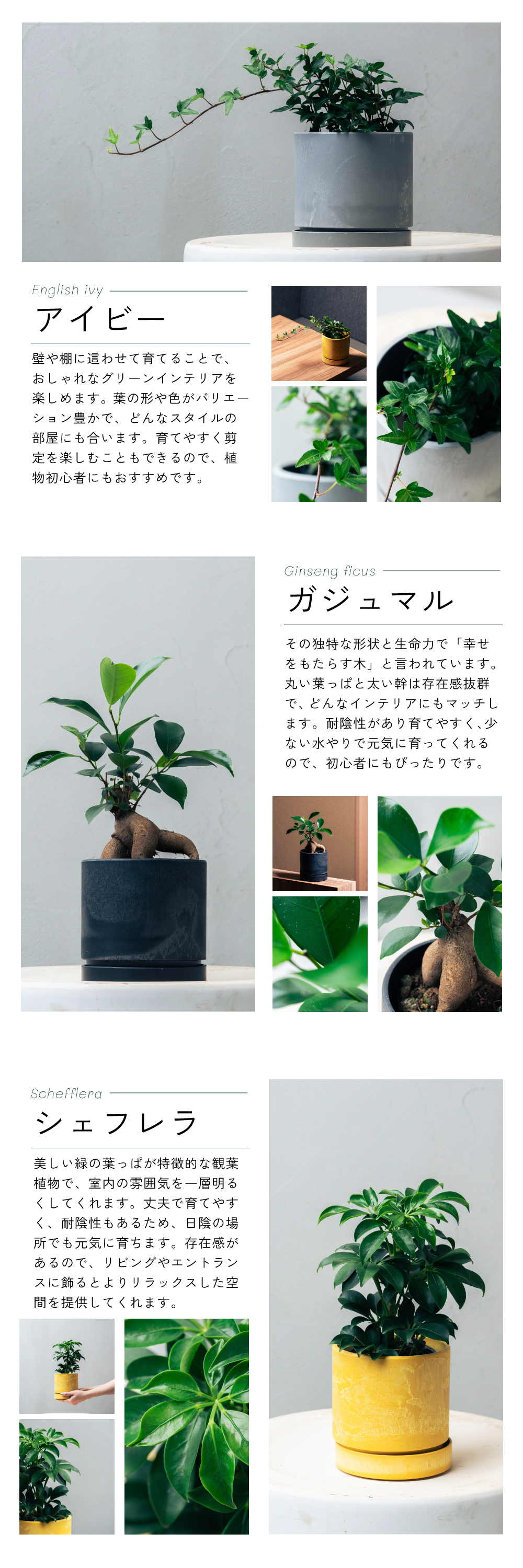 引越し祝いや昇進祝いなど様々な場面で活躍してくれるギフトです