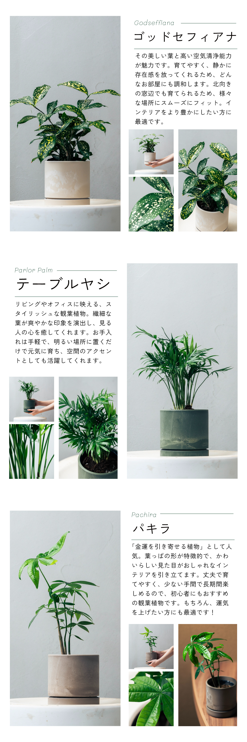 暮らしに癒しを与える観葉植物と、センスが光る鉢カラーの組み合わせは42通り