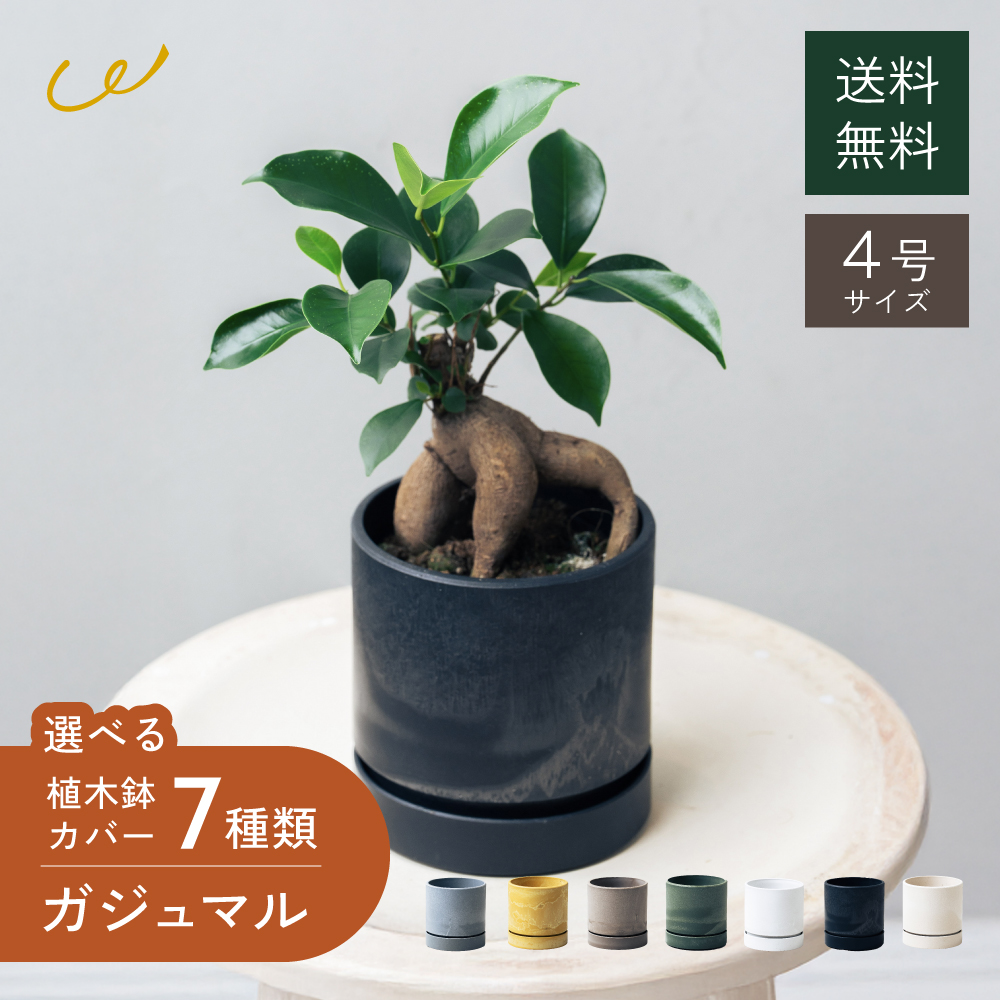 観葉植物 ガジュマル4号 選べる鉢のギフトセット 幸運の木 おしゃれ