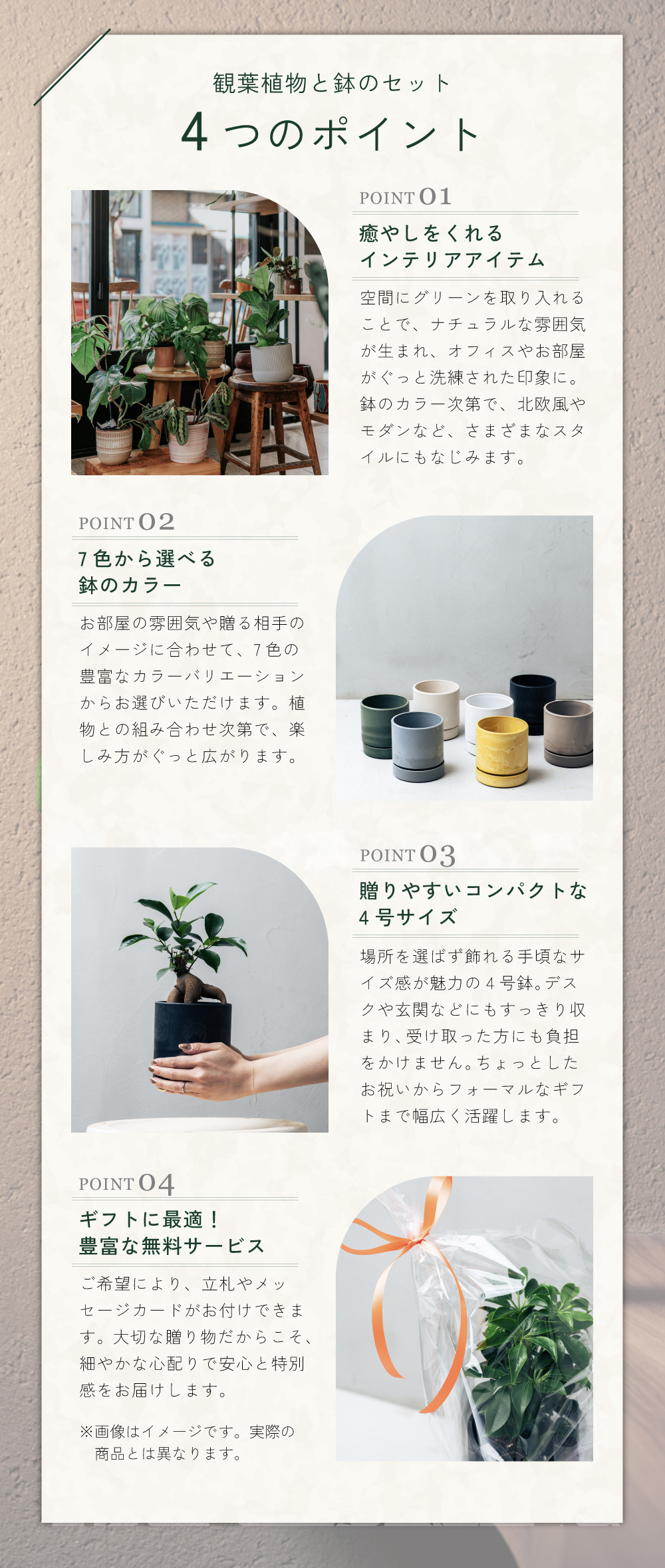 観葉植物 ガジュマル4号 選べる鉢のギフトセット 幸運の木 おしゃれ