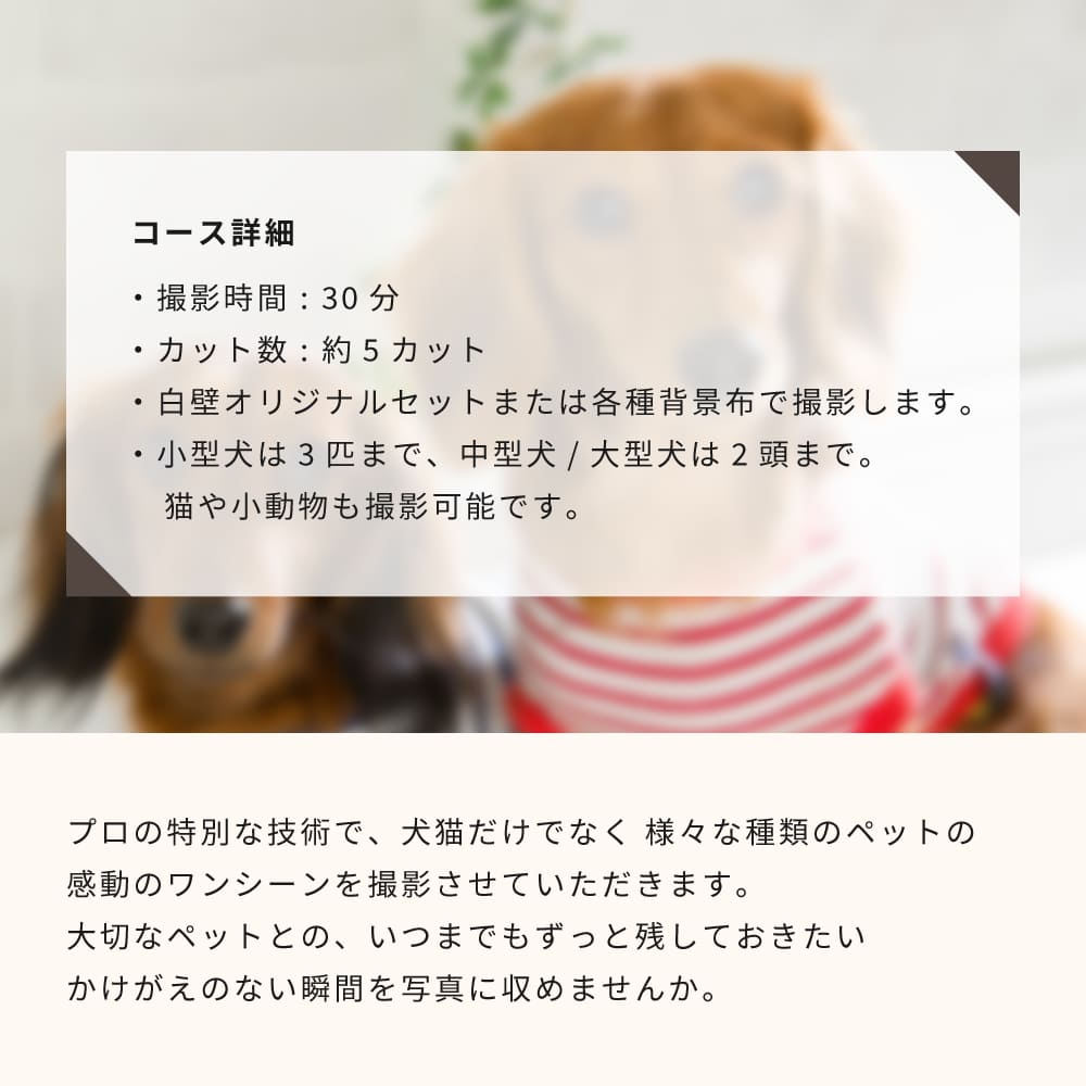 Anny 【選べる】体験ギフトチケット -with Dog-