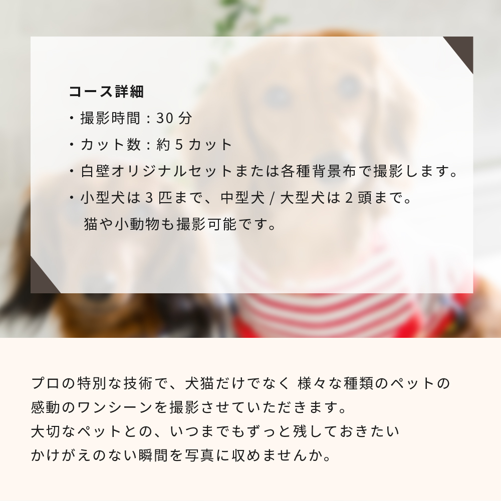 Anny 【選べる】体験ギフトチケット -with Dog-