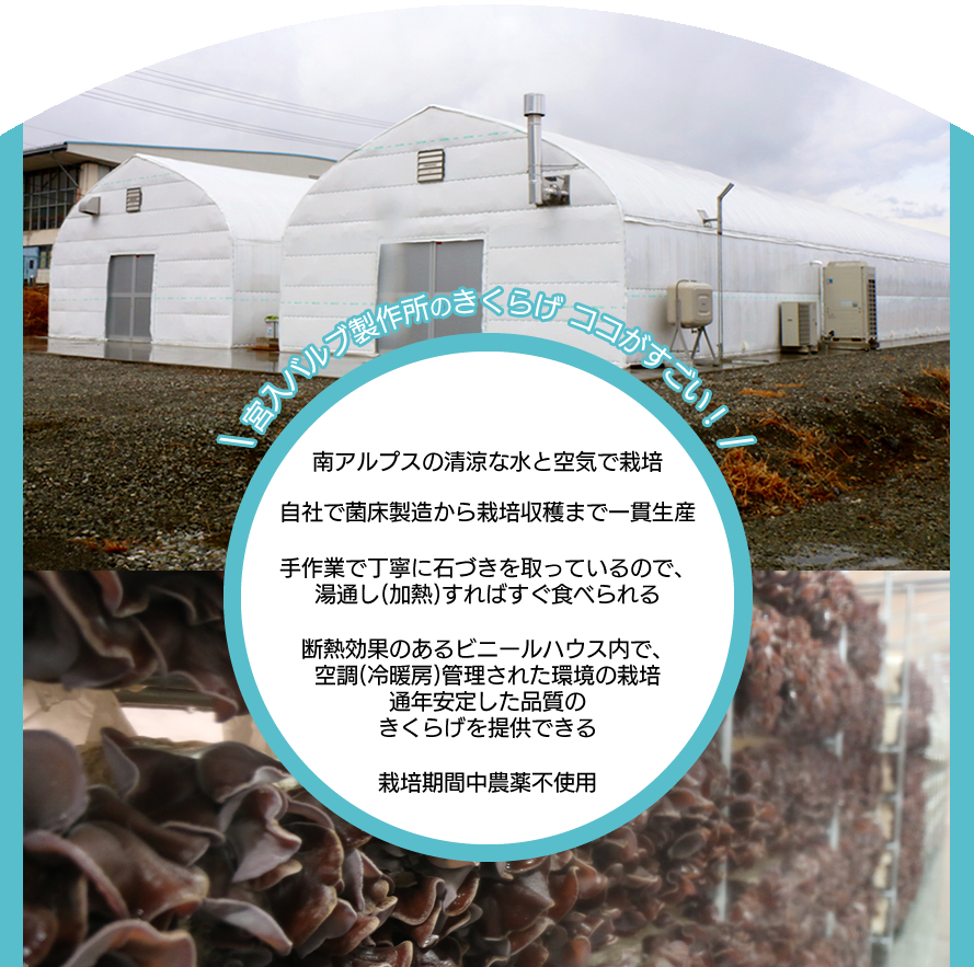 山梨県産 きくらげ 宮入バルブ製作所