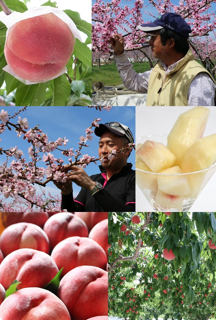 山梨県産 桃 白桃 白鳳