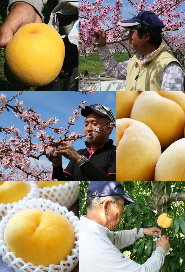 山梨県産 桃 黄金桃