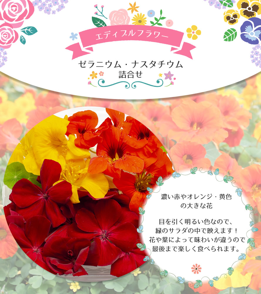 食用花 食べる花 エディブルフラワー ゼラニウム ナスタチウム