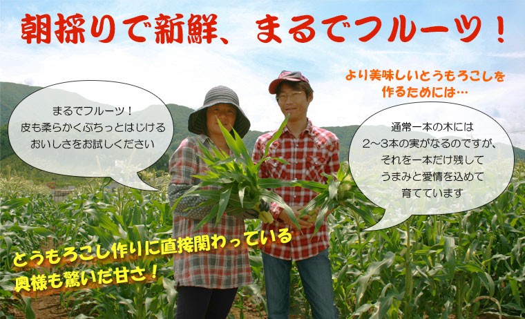 山梨県産 とうもろこし きみひめ