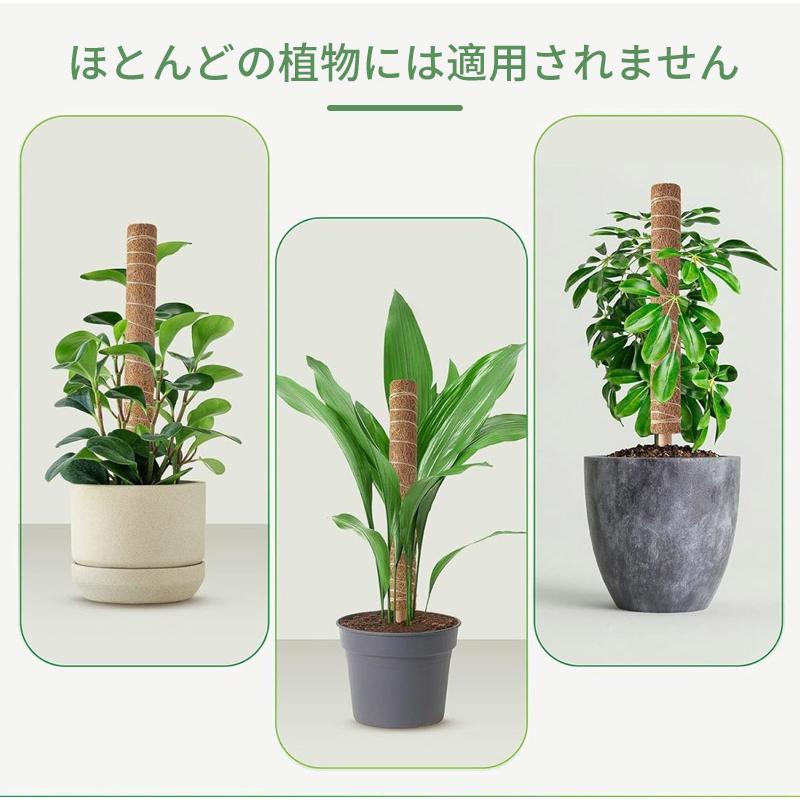植物支柱 モンステラ支柱 ココスティック 園芸支柱 観葉植物支柱 つる