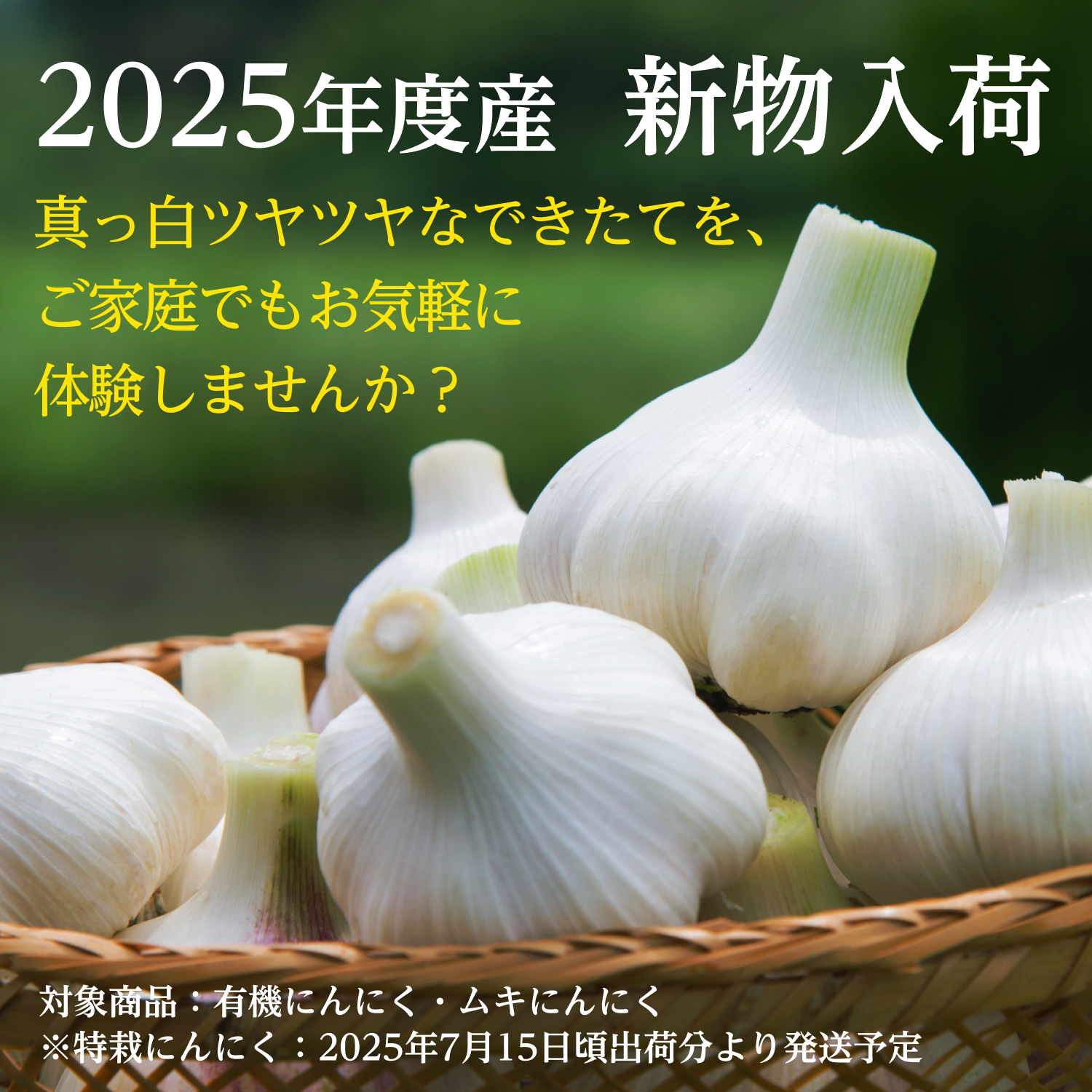 新物入荷