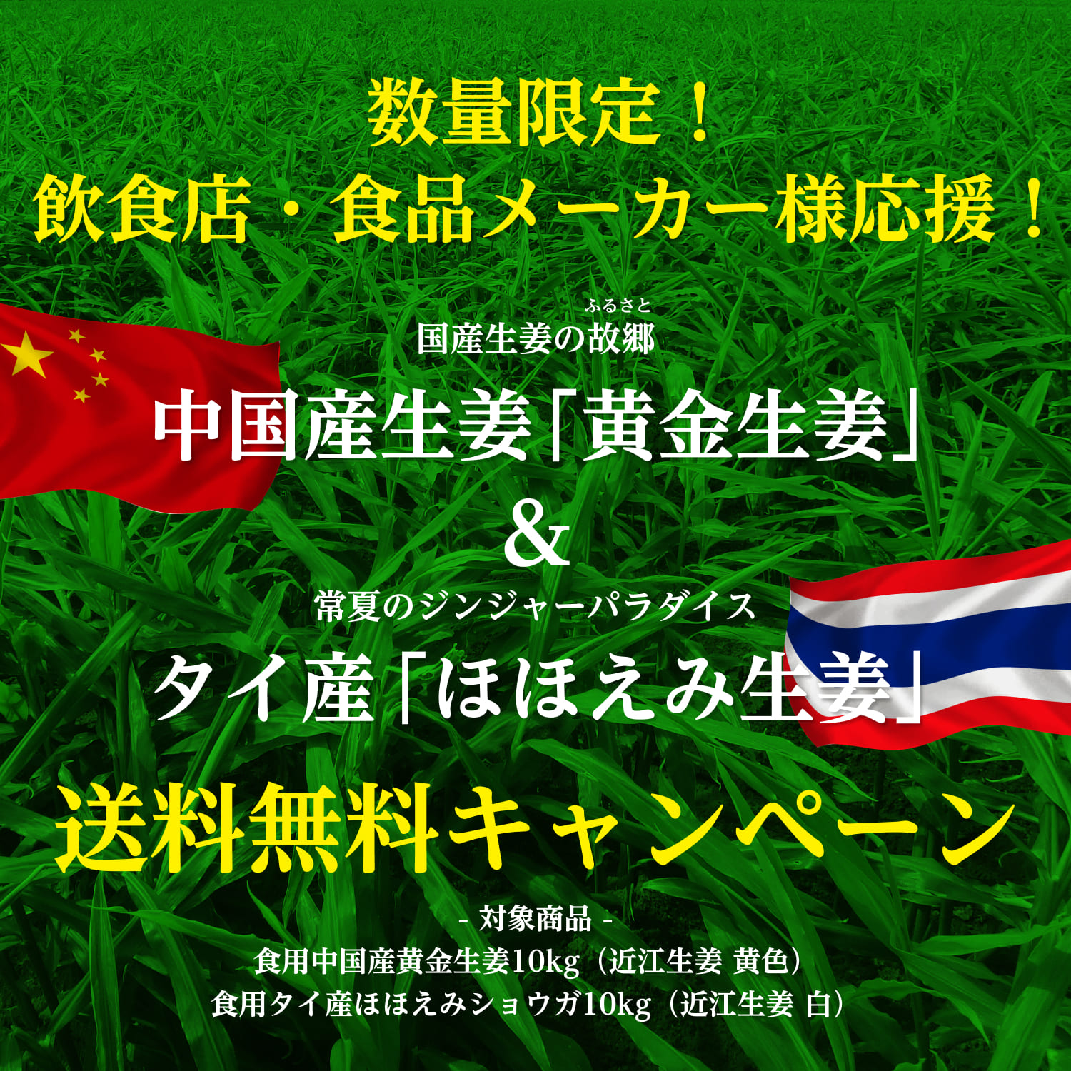 生鮮生姜