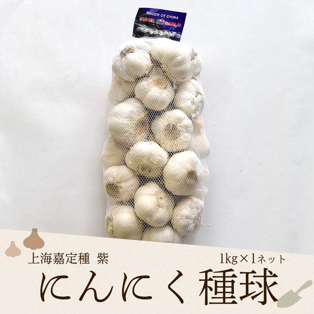 上海嘉定種紫 にんにく種球 1kg×1ネット 中国産 :ninniku-stp-1:生姜工房 - 通販 - Yahoo!ショッピング