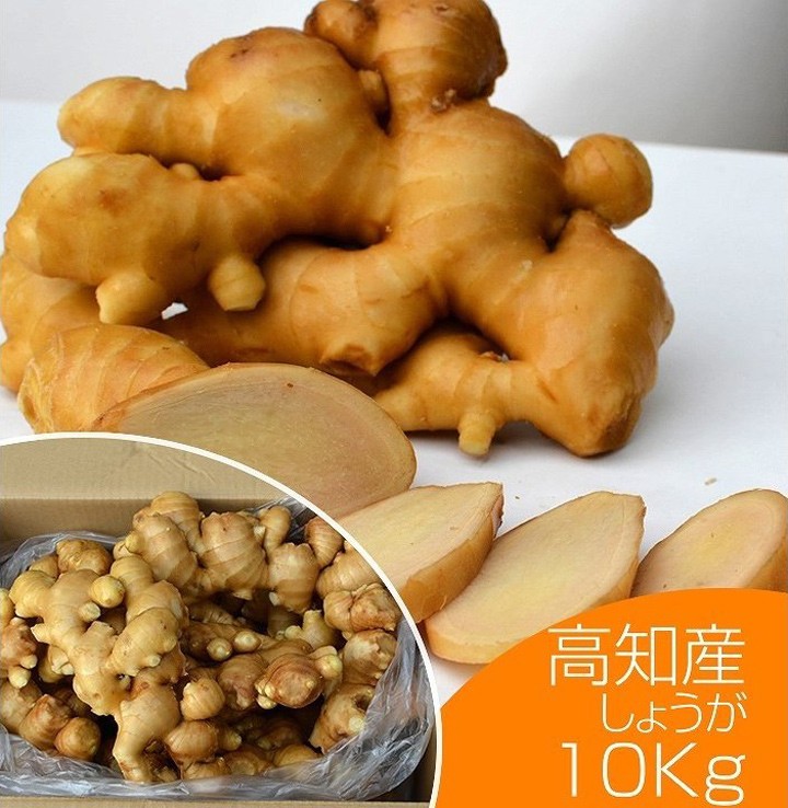 食用 高知県産近江生姜（白）10kg : seika-kouchi-10 : 生姜工房