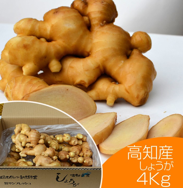 食用 高知県産近江生姜（白）4kg : 生姜工房 - 通販 - Yahoo!ショッピング