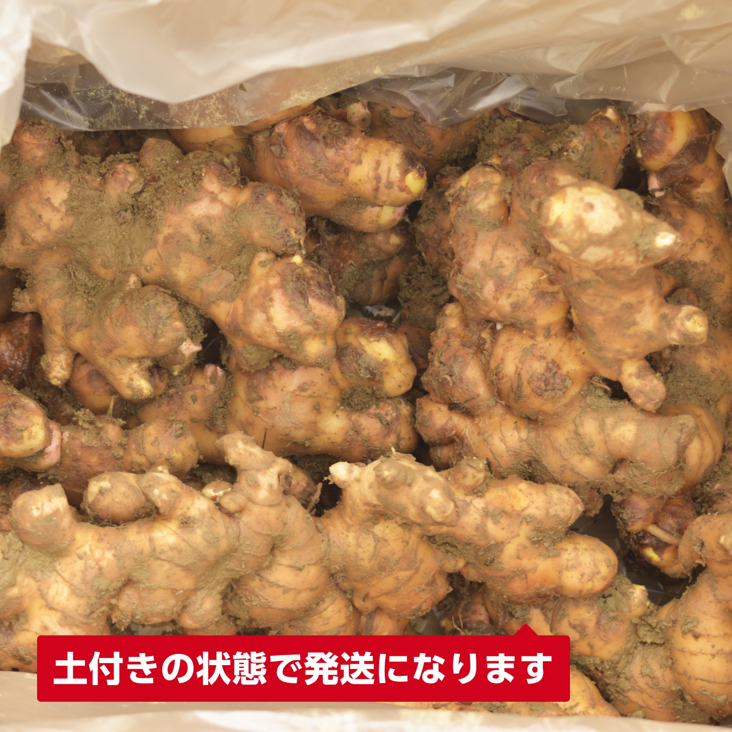 楽天市場】生姜 5kgの通販