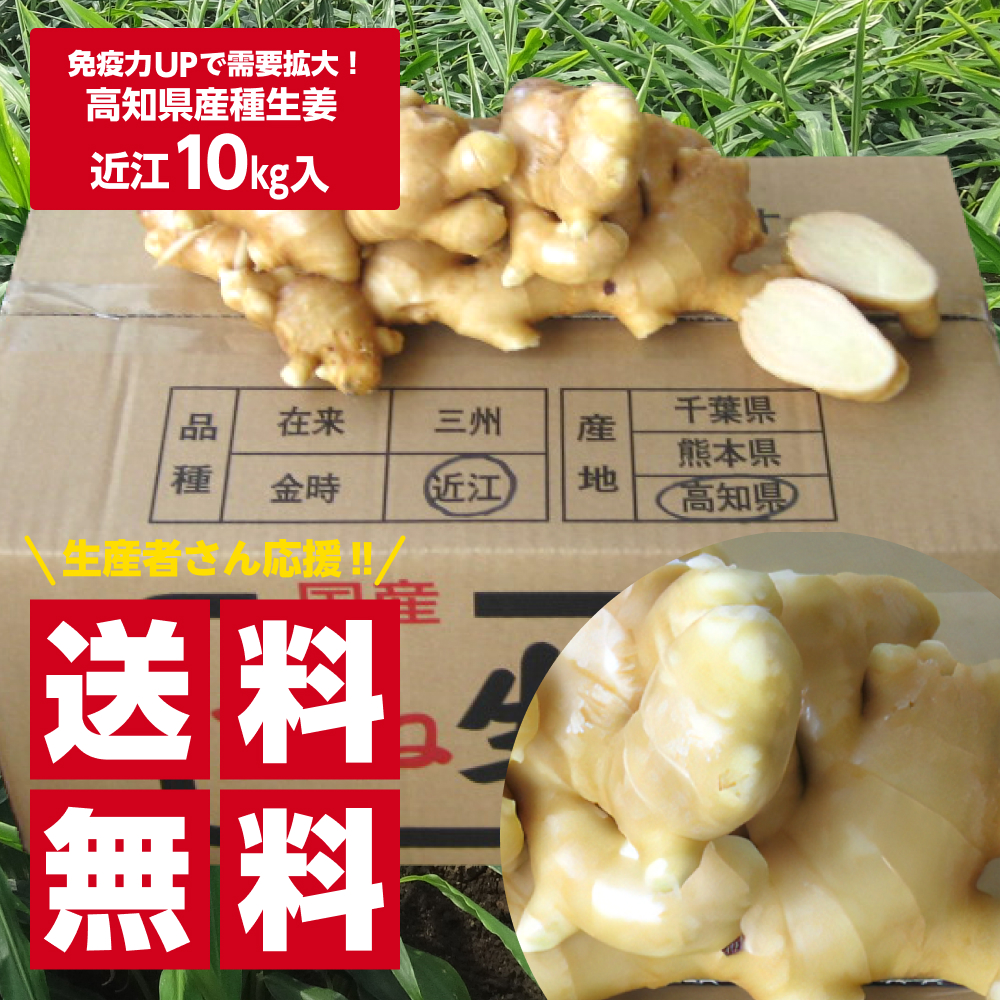 【送料無料】種生姜 高知県産近江生姜（白）10kg 送料無料(沖縄を除く)