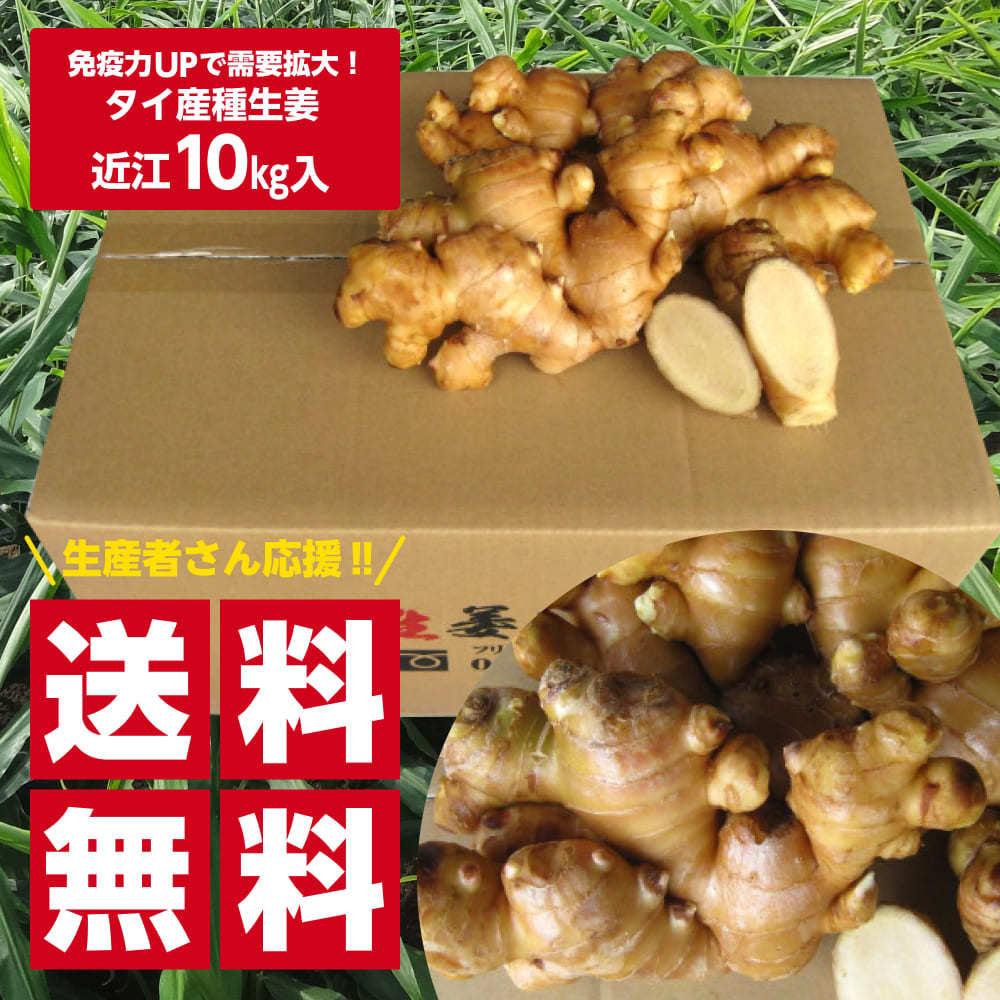 【送料無料】タイ産近江生姜（白）10kg 送料無料(沖縄を除く)※種生姜としてもご利用いただけます