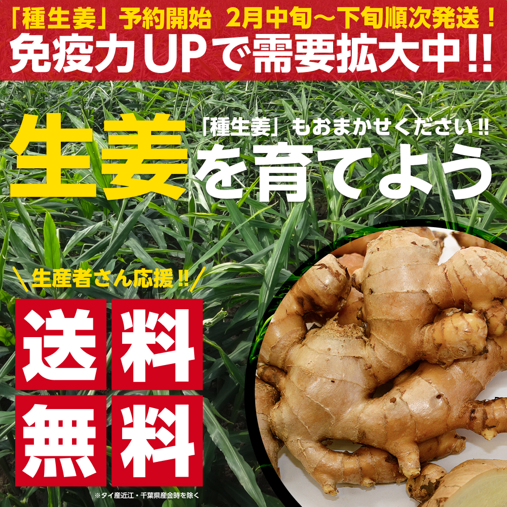 完売御礼】【送料無料】種生姜 中国産近江生姜（黄）10kg 送料無料(沖縄を除く) :tanechina10f:生姜工房 - 通販 -  Yahoo!ショッピング