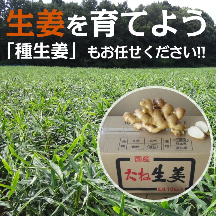 種生姜 千葉県産三州生姜10kg : tane-chiba-san-10 : 生姜工房 - 通販 