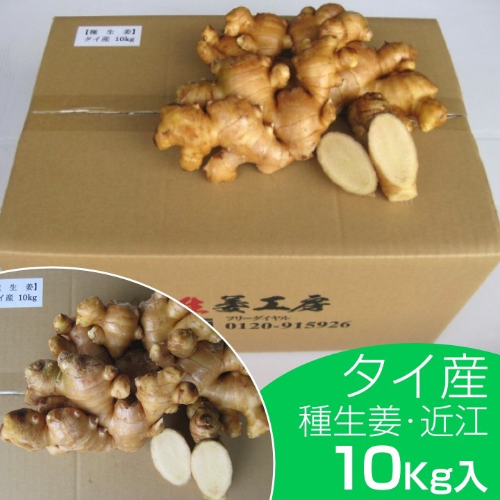 ラストの１点です！【千葉県産】種生姜（近江生姜）１０キロ 楽天市場】【完売御礼】種生姜 高知県産近江生姜（白）10kg