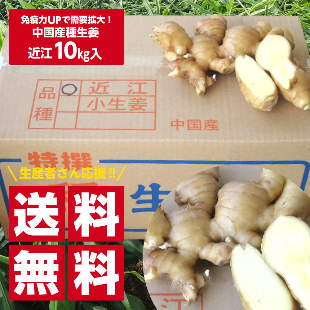 送料無料 種生姜 中国産近江生姜 黄 10kg 送料無料 沖縄を除く Tanechina10f 生姜工房 通販 Yahoo ショッピング