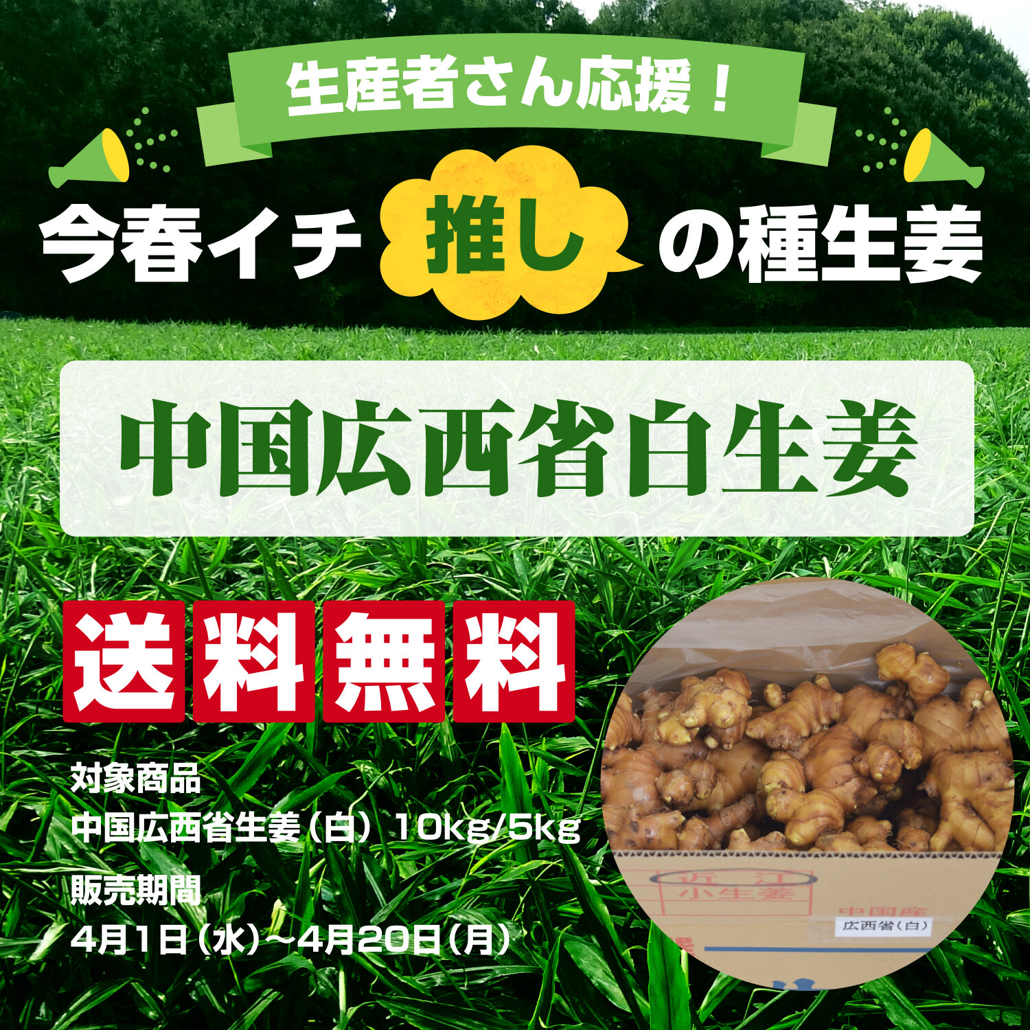種生姜 中国広西省近江生姜（白）5kg 送料無料（沖縄除く） : 生姜工房