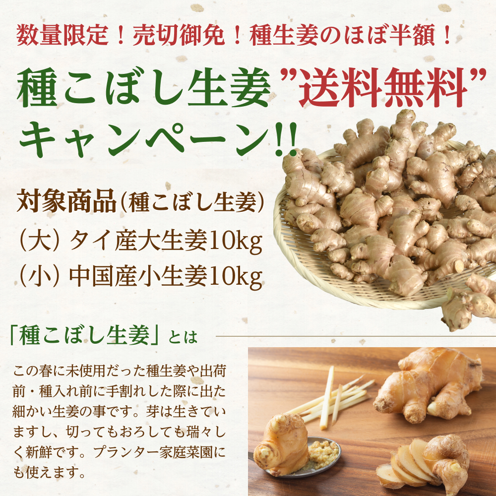 今月限定／特別大特価 種こぼし生姜（大）タイ産大生姜 10kg 送料無料