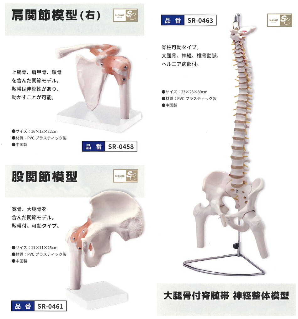 人体模型 サンポー エスキュア(S+CURE) 大腿骨付脊髄帯 神経整体模型 (SR-0463) : 10004602 : SHOWA 年中無休  土日祝日も発送 - 通販 - Yahoo!ショッピング