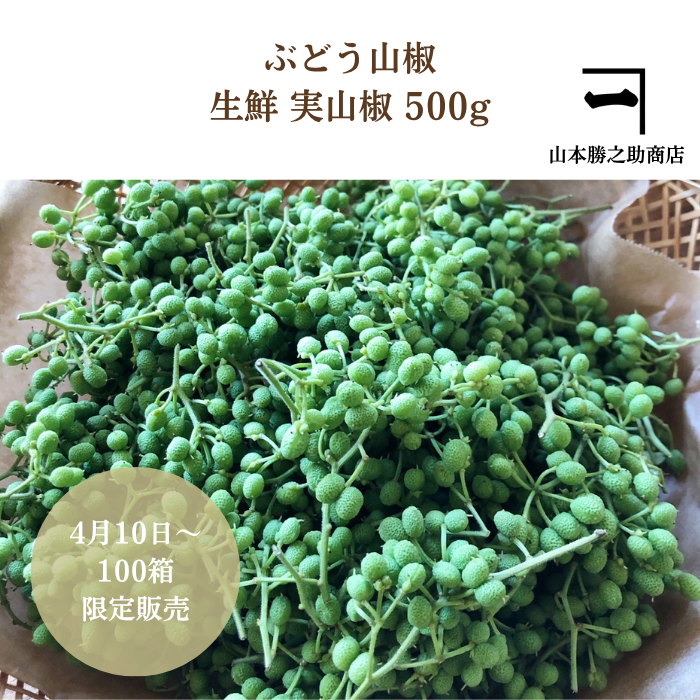 生鮮 実山椒 500g 100%紀州ぶどう山椒 山本勝之助商店 産地厳選 青