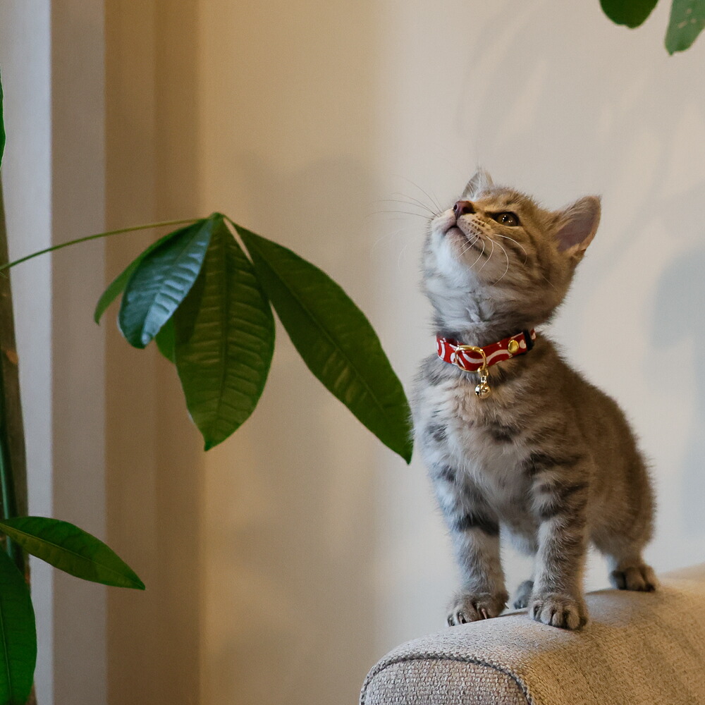 猫 首輪 子猫 セーフティバックル 鈴付 タータンチェック ハゲ
