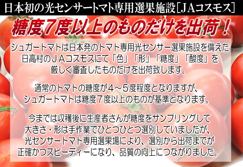 トマト　通販　シュガー　フルーツ　送料無料