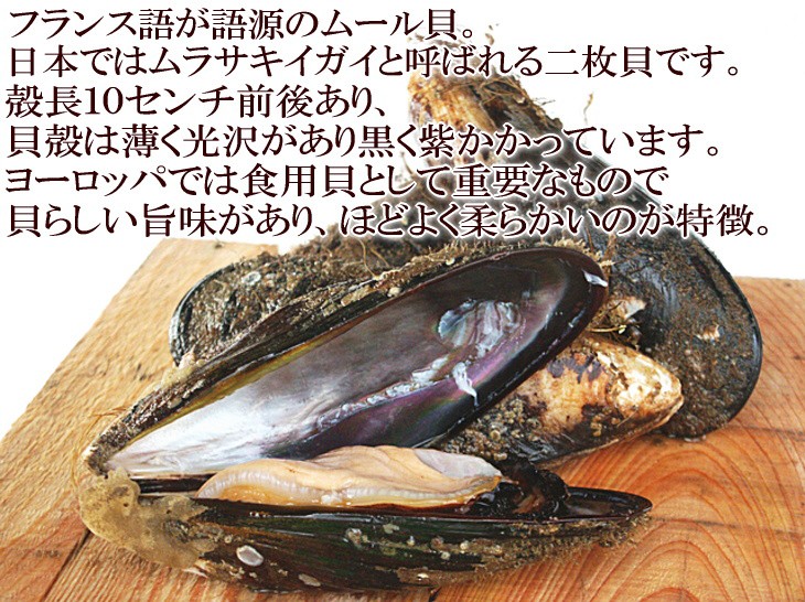 ムール貝　パスタ　パエリア　シチュー　グラタン　健康　送料無料　通販　保存