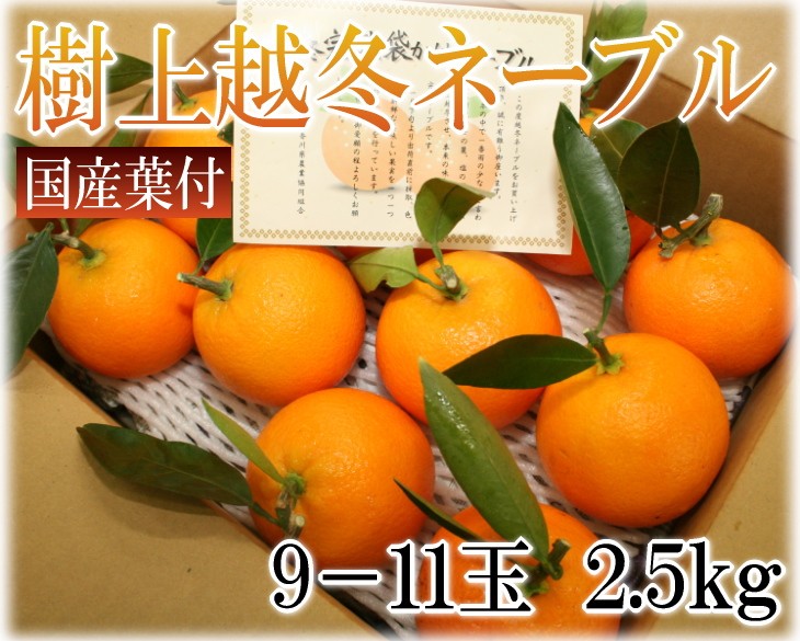 ヤマダモール | ネーブルオレンジ 国産 香川県産 ご家庭用 2.5kg 超