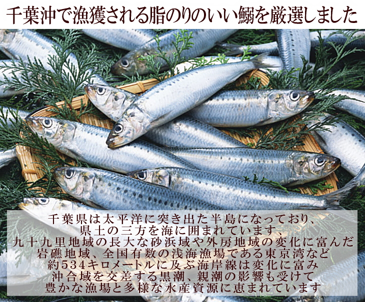 イワシの赤ちゃん カタクチイワシ｜魚のなかま｜浦安水辺の生き物図鑑