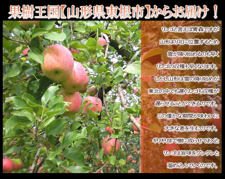 サンふじ　リンゴ　林檎　りんご　山形　通販　送料無料　遅もぎ