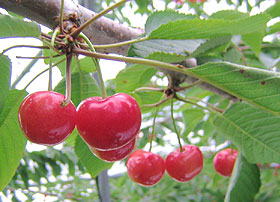 さくらんぼ,サクランボ,桜桃