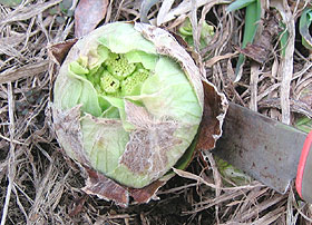 フキノトウ( 200g)×1パック 北海道産 出荷時期：4月 : 旬をお取り寄せ