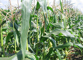 とうきび,トウモロコシ