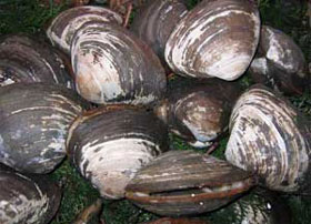 ほっき,ホッキ,北寄