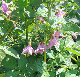 じゃがいも,ジャガイモ