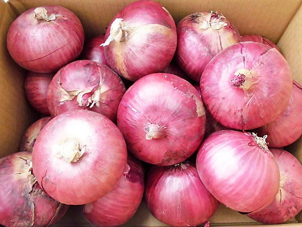 紫玉ねぎ（L〜L大）10Kg 北海道産 赤玉ねぎ レッドオニオン 出荷時期