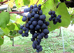 葡萄,ブドウ,ぶどう