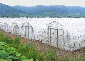 メロン