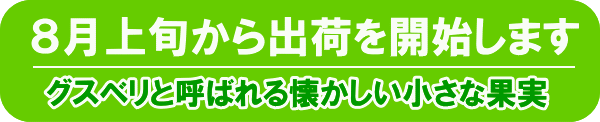 グースベリー（グスベリ・生果実）1kg（250g×4）北海道産 出荷時期：8月 :gooseberry3:旬をお取り寄せ・北海道四季工房 - 通販 -  Yahoo!ショッピング